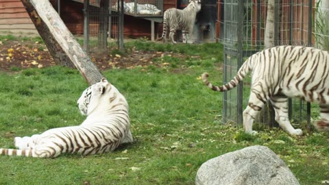 White Tiger Walking In Grass