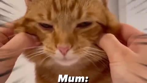 Cat's Hilarious Reaction to Dad's Face Squeeze vs Mom's – Who Wins? #cat #annoying #shorts