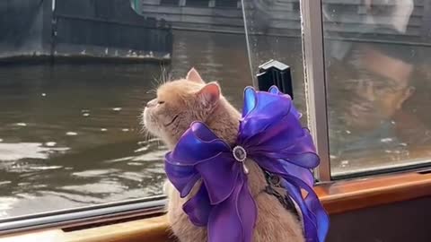 Taking my cats on a boat tour for the first time in Amsterdam