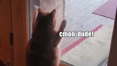 Cat vs door