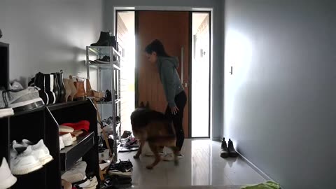 Funny Moments With Dogs