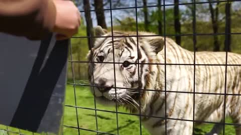 Animals Seeing Themselves For The First Time!