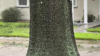 Tree Starts to Split During Hurricane Ida