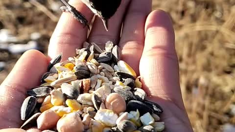 A bird eiting on a human's hand ,