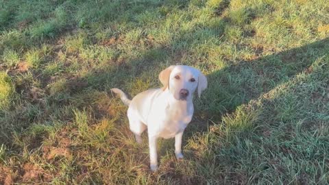 Morning Routine with Labrador_Golden Retriever