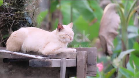 A Parade of Irresistibly Cute Cats