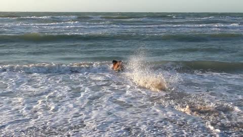 Watch a dog swimming in the sea