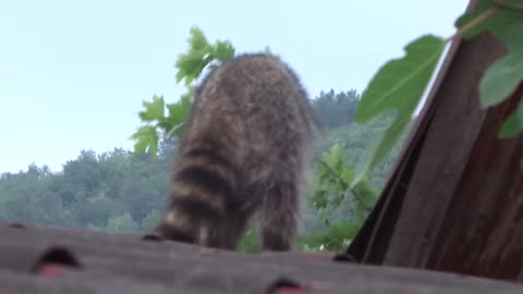 Raccoon with shawarma