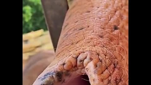 The elephant's trunk is like this, has not been carefully looked at