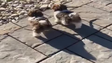 CUTE DOGS well trained