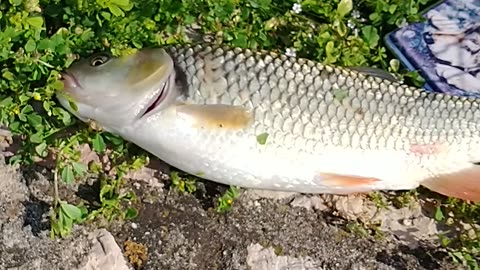 City fishing. Serbia, town Nis, river Nisava. Chub