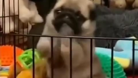 Cute Baby Plug Playing! Funny Pug videos