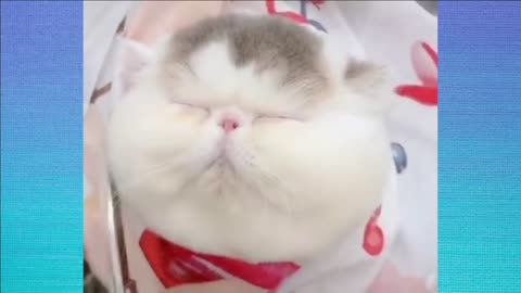 Funny Cat Video Boss Cat