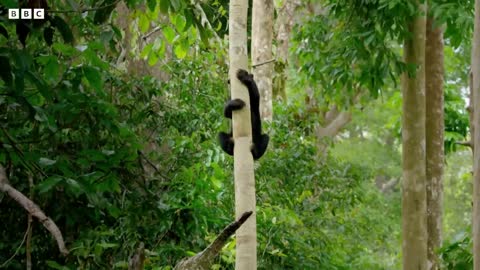 The Smallest Bear in the World | Earth's Tropical Islands | BBC Earth