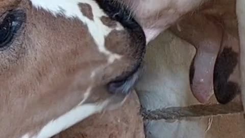 Funny cow calf drinking milk