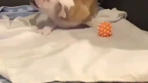 A dog that likes playing with toys.