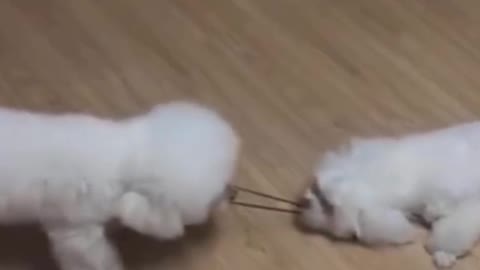 Two doggy playing with one hair band