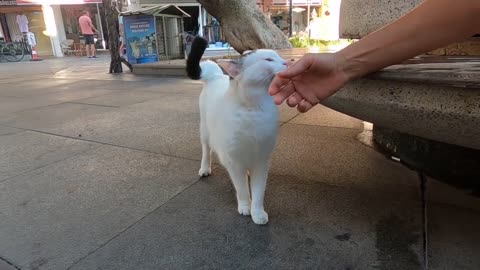 Odd eyed cat has an amazing beauty