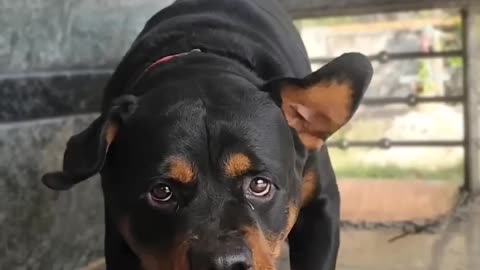 Angry Rottweiler sound..