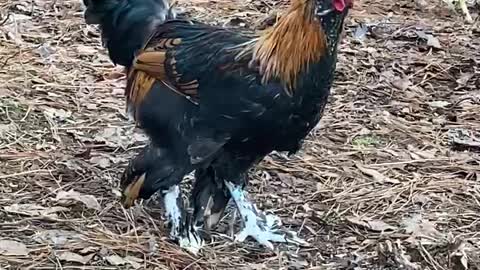 Pavlovskaya Roosters