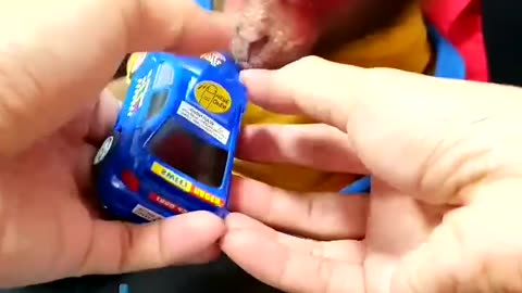 Monkey Review Candy Cars and Green Bikes