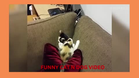 Funny cat video___________________funny cute cat