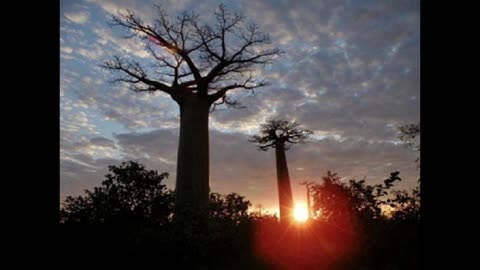 BAOBAB TREE OF LIFE #SHORTS