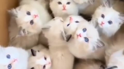 Cute 🥰 cats