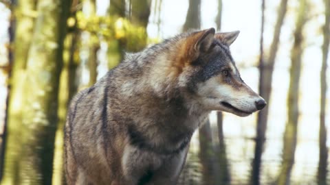 Wolf canine predator