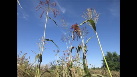 Sweep Away Broomcorn Sept 2022