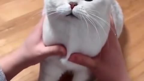 Most satisfying Funny Cat 🐈 #shorts