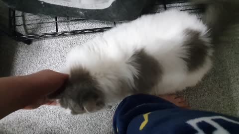 Fluff ball can't move when I touch it