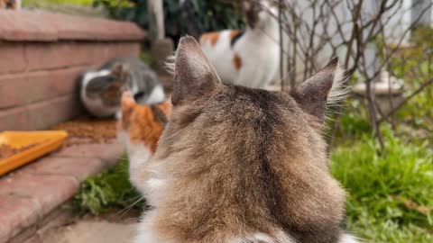 Quite videoCavalier King Charles and Samson do a circle in perfect unison for a treat