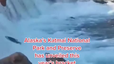 Alaska's Katmai NationaPark and Preserve has unveiled this year's bracket