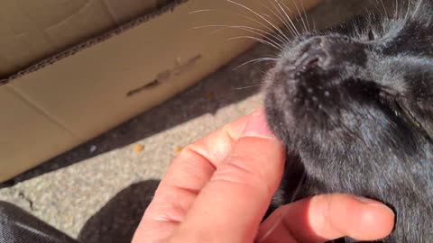 Mother cat gave birth to her tiny kittens in a cardboard box