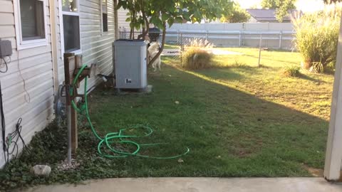 Siberian Huskies Playfully Chasing and Running Outside