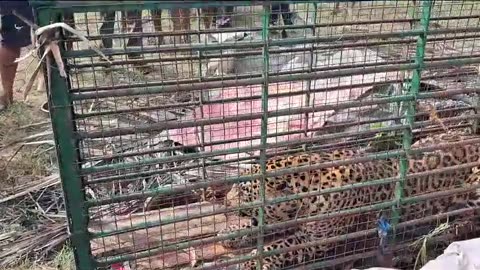 ANGRY LEOPARD IN CAGE