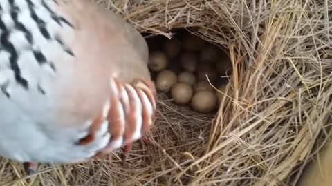 partridge bird eggs🐦🐤🐣😱😍 Watch!!