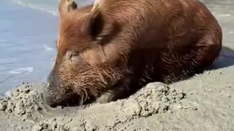 Boar Rubbing Itself Against the Sand at the Beach