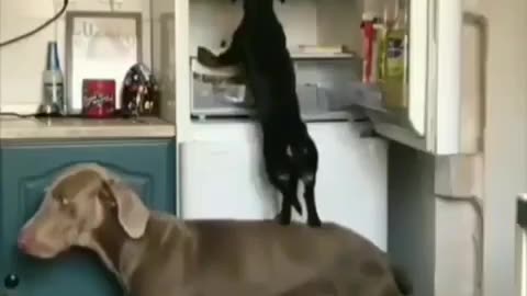 Funny Animal Videos