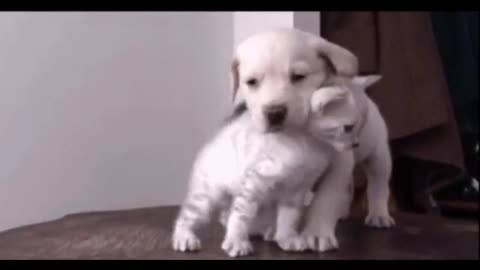 You Won't Believe What These Adorable Puppies and Kittens Do! Cute Animals Compilation