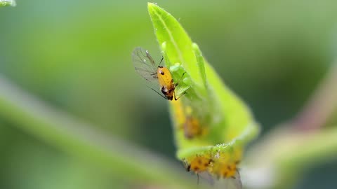 Aphids on a vine