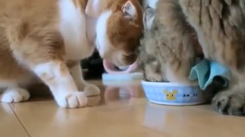 Tow cats grab food