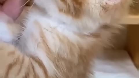 😹Cats Doing Cat Things😹 (3)