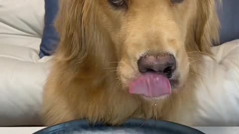 Golden Retriever Dog Raw Bones and Meat Broadcast