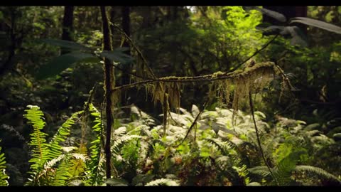 REDWOOD NATIONAL PARK IN 4K (Ultra HD)