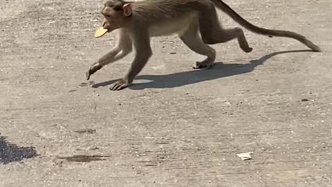 Monkey eating funny playing