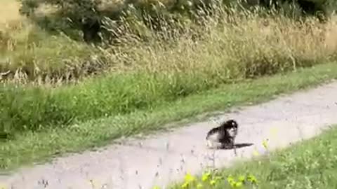 Pomeranian Freaks Out When She Loses Owner 🥺