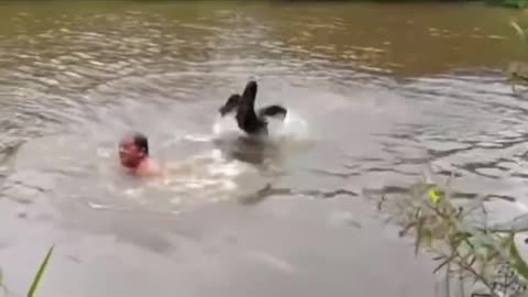 BATHING IN THE RIVER - THE ARE SWANS