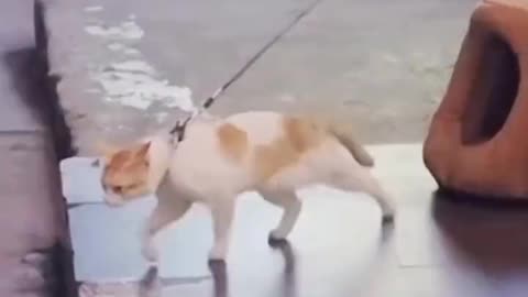 Cat Moonwalk